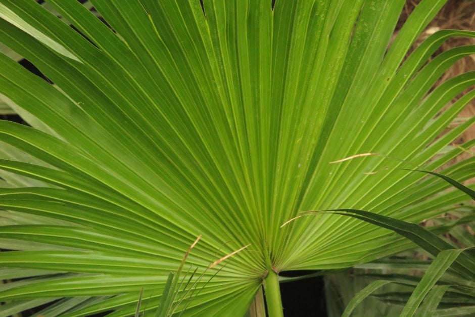 sweet Hesper palm