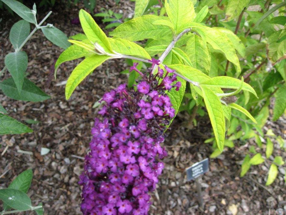 butterfy bush 'Leela Kapila'