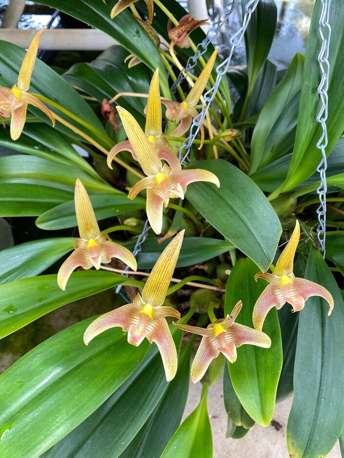 <i>Bulbophyllum</i> Jersey gx