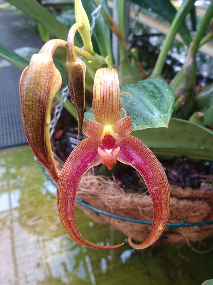 Bulbophyllum Jersey gx | /RHS Gardening