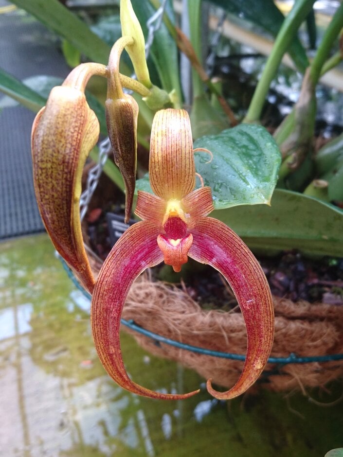 <i>Bulbophyllum</i> Jersey gx