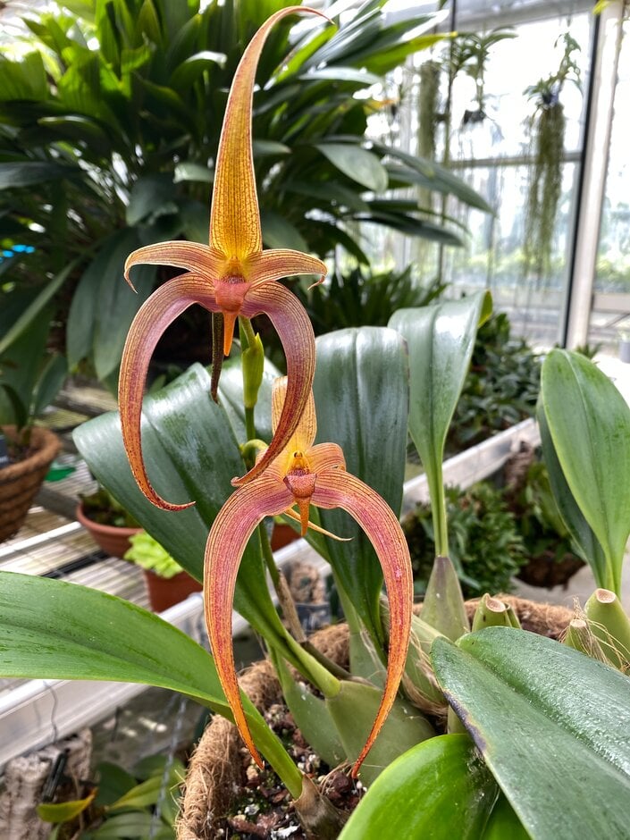 <i>Bulbophyllum</i> Valley Isle Queen gx