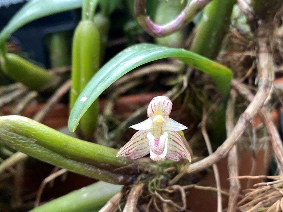 fragrant bulbophyllum