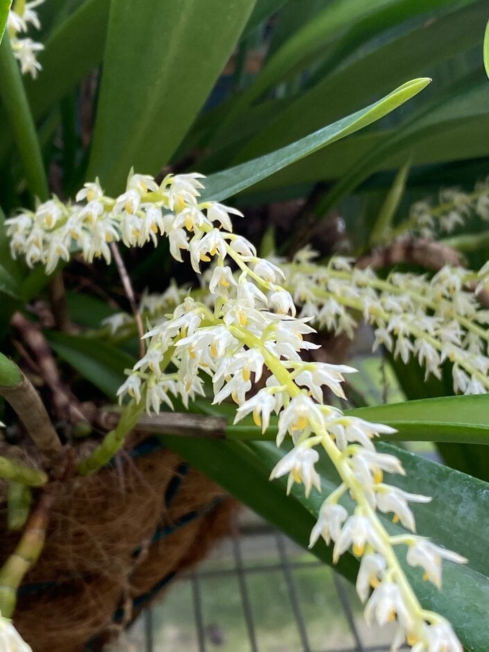 <em>Bulbophyllum</em> <em>gibbosum</em>
