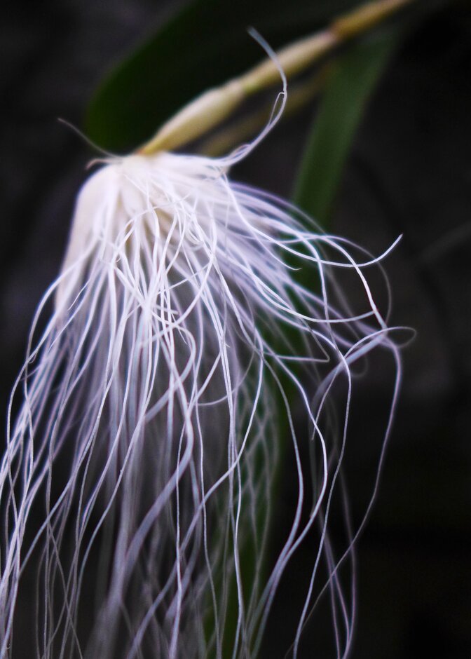 Medusa's head orchid