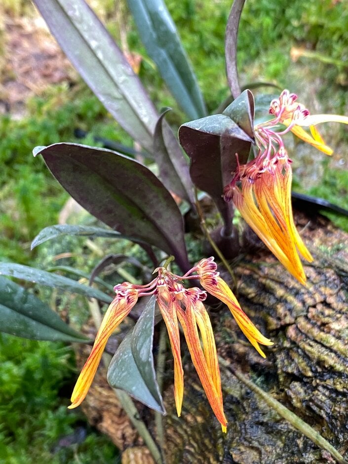 <i>Bulbophyllum</i> <i>thaiorum</i>