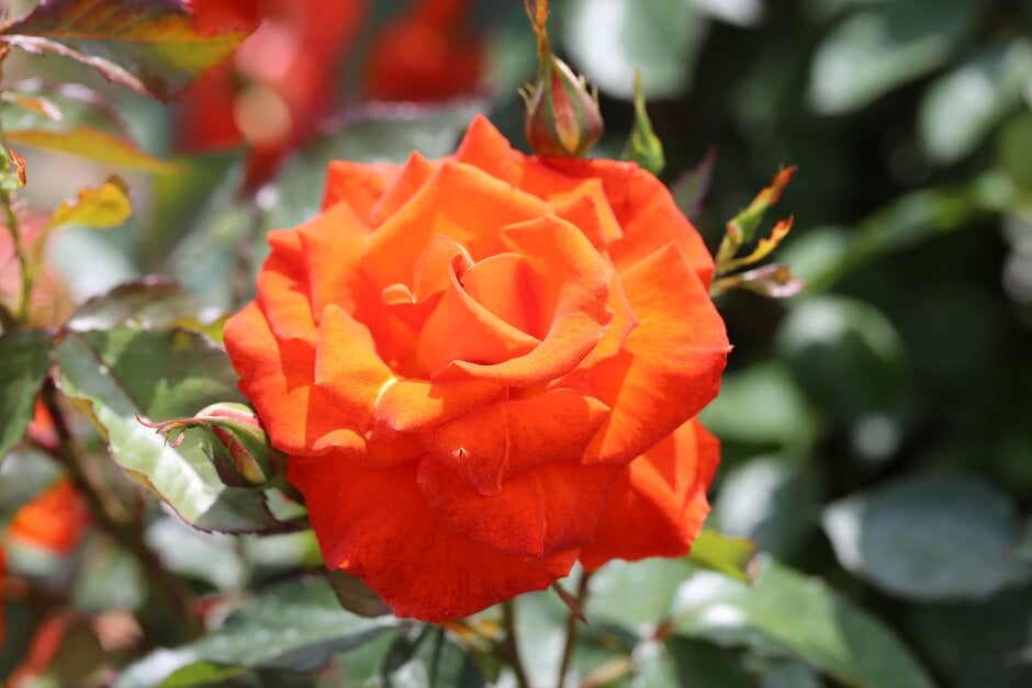 <i>Rosa</i> [<span style="font-variant: small-caps;">Burning Desire</span>] ('Frysizzle') (F)