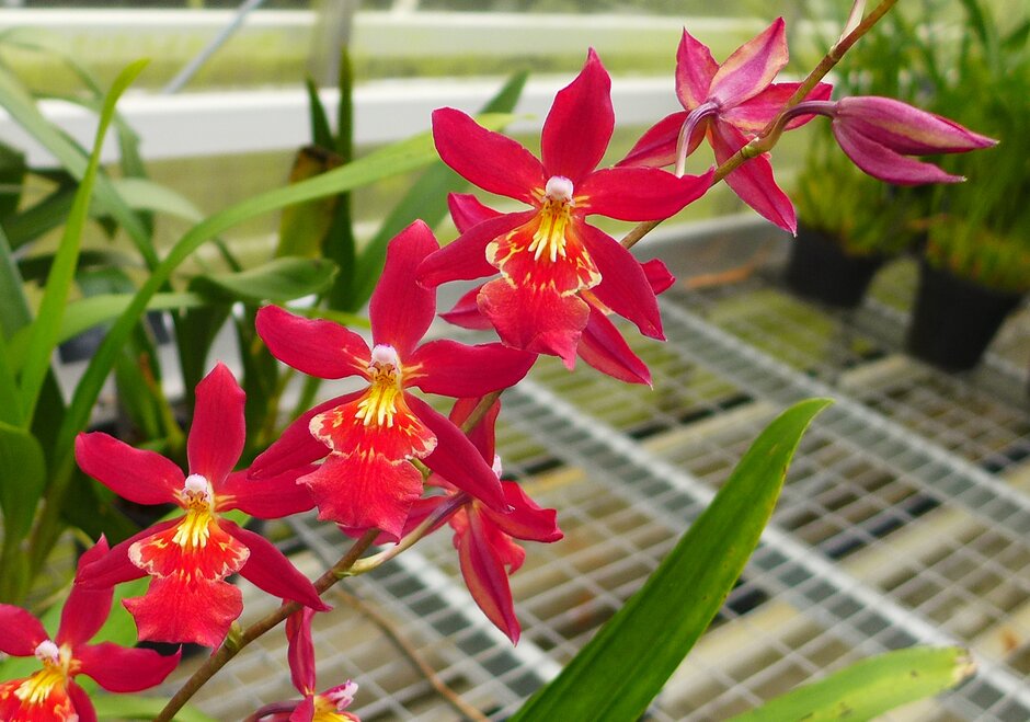 × <i>Oncidopsis</i> Living Fire gx
