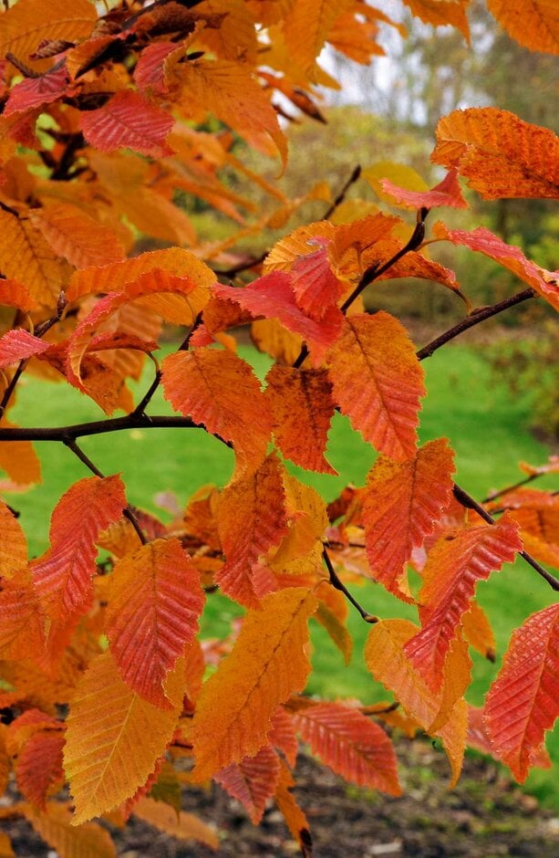 hornbeam 'Orange Retz'