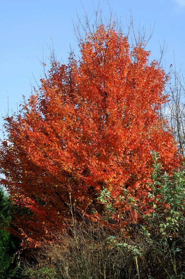hornbeam 'Orange Retz'