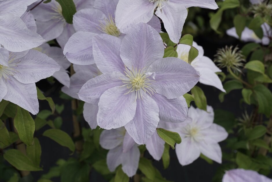 clematis [Bellissima]