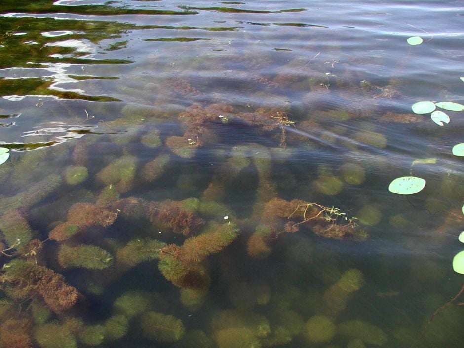 Carolina water shield