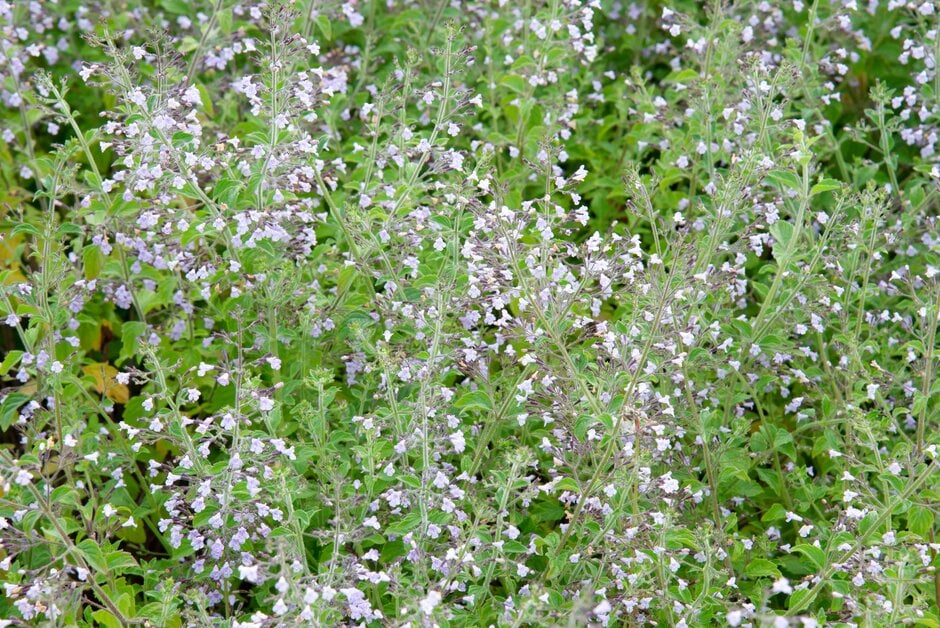 lesser calamint 'Blue Cloud'