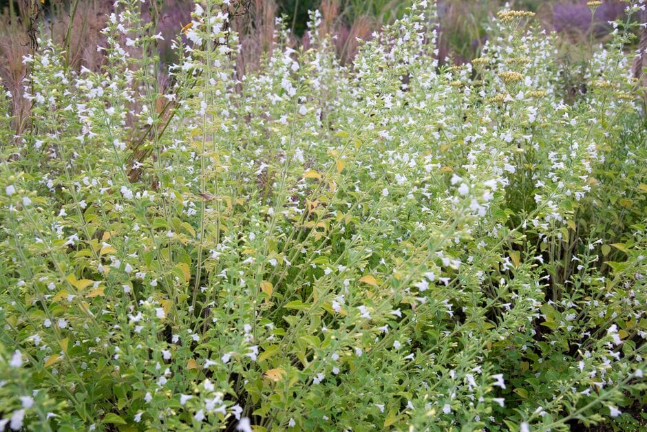 calamint 'Menthe'