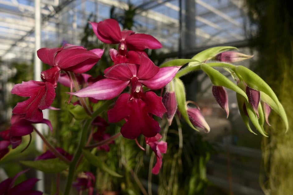 <i>Calanthe</i> Grouville gx