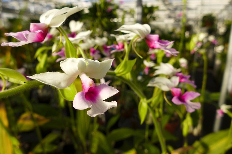<i>Calanthe</i> <i>vestita</i>