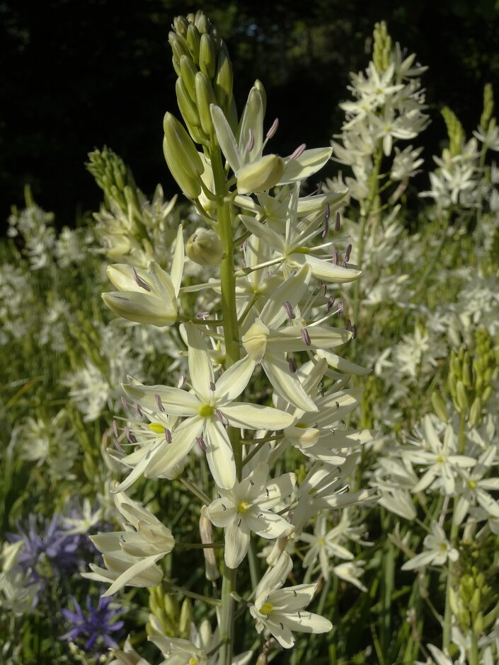 Plant image