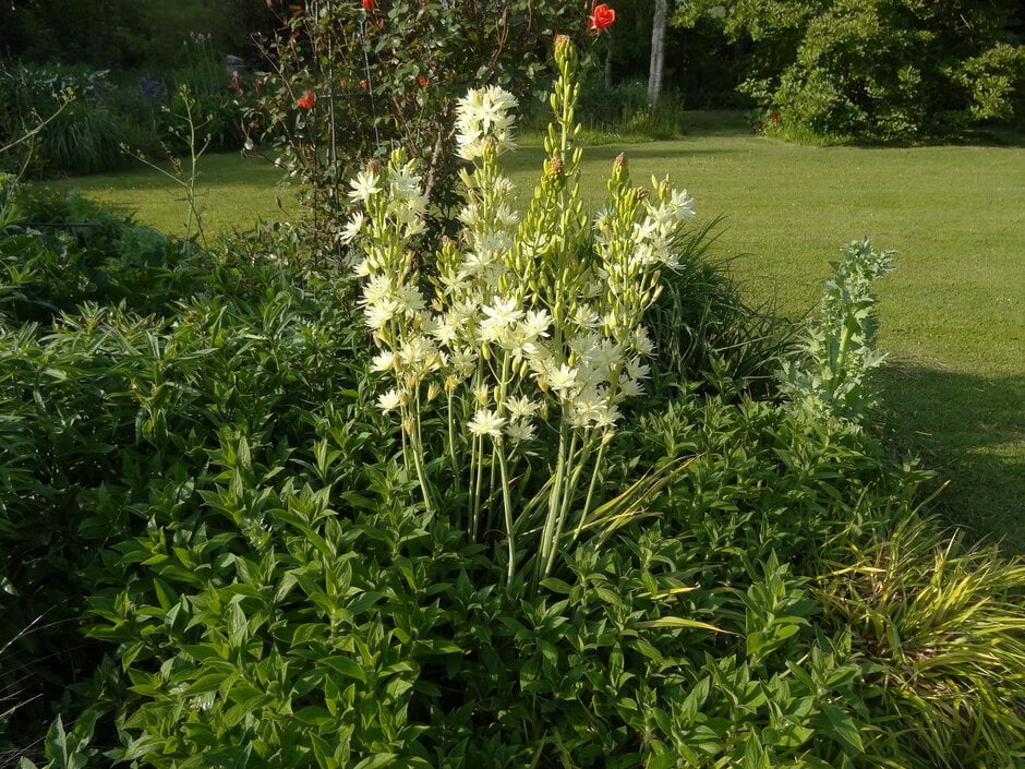 camas 'Semiplena'