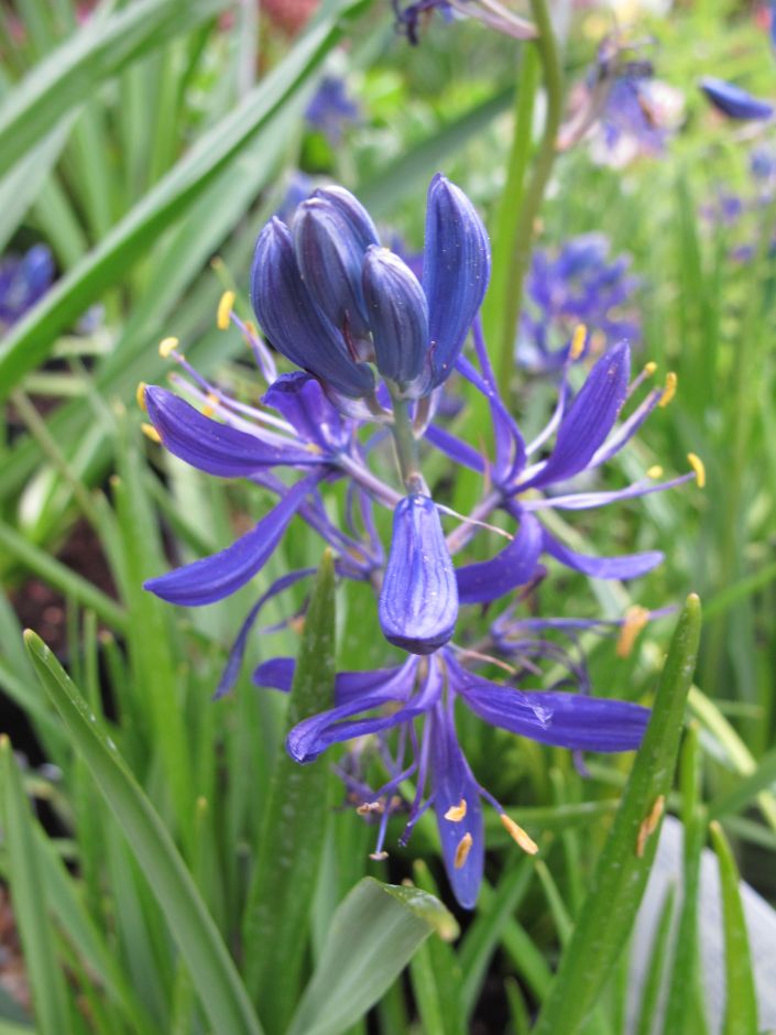 camas