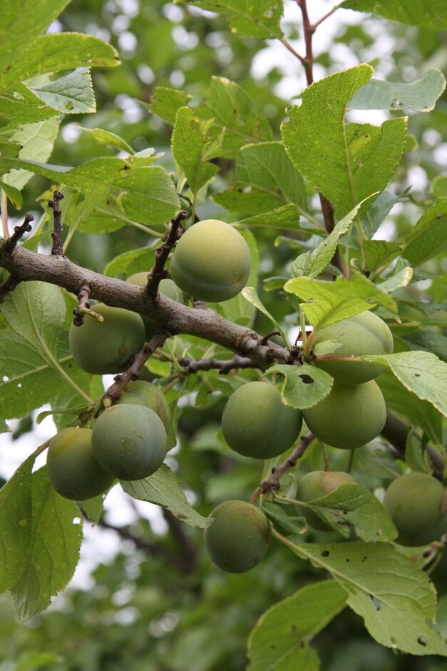 greengage 'Cambridge Gage'