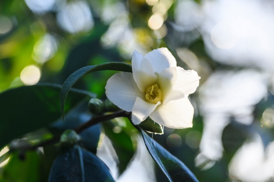camellia 'Shiro-wabisuke'