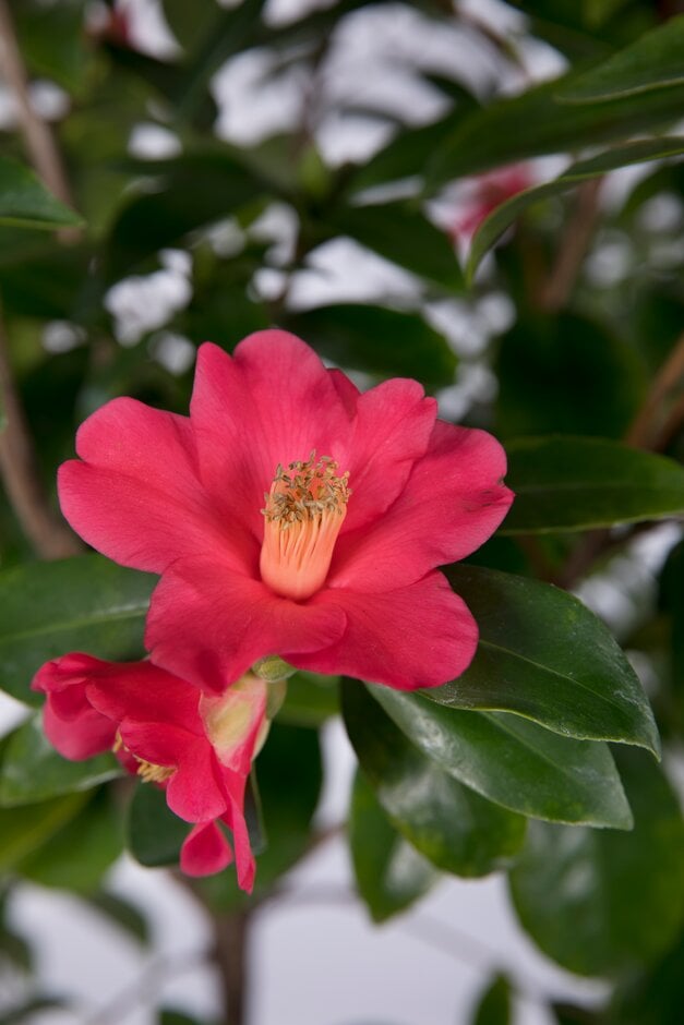 camellia [1001 Summer Nights Jasmine]