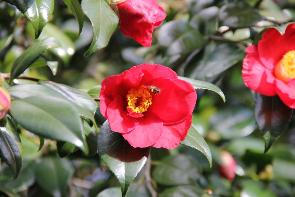 camellia 'Latifolia'