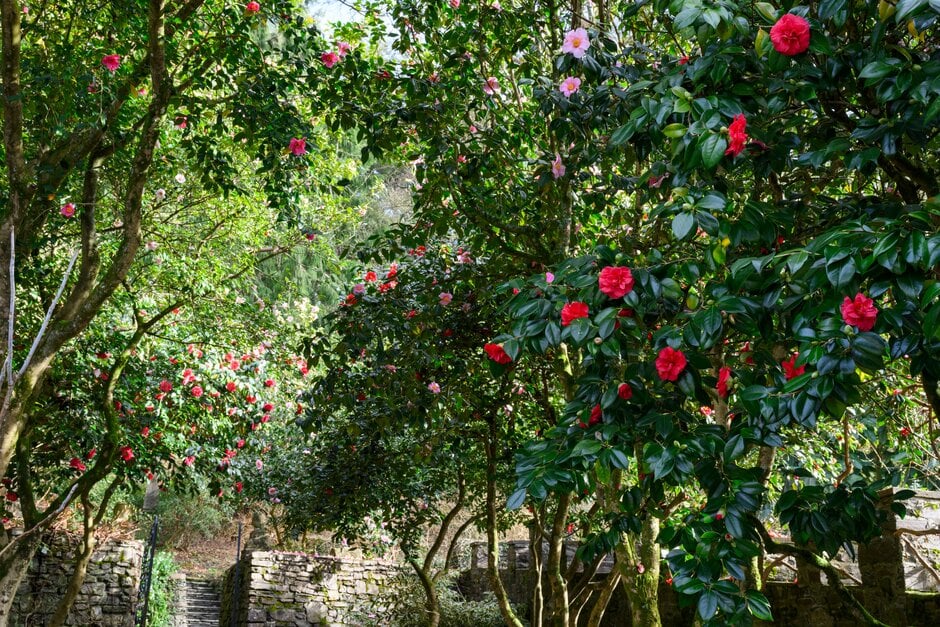 camellia 'Mercury'
