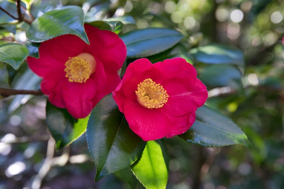camellia 'Latifolia'