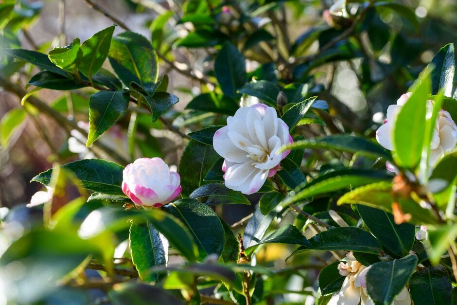 camellia 'Paradise Blush'