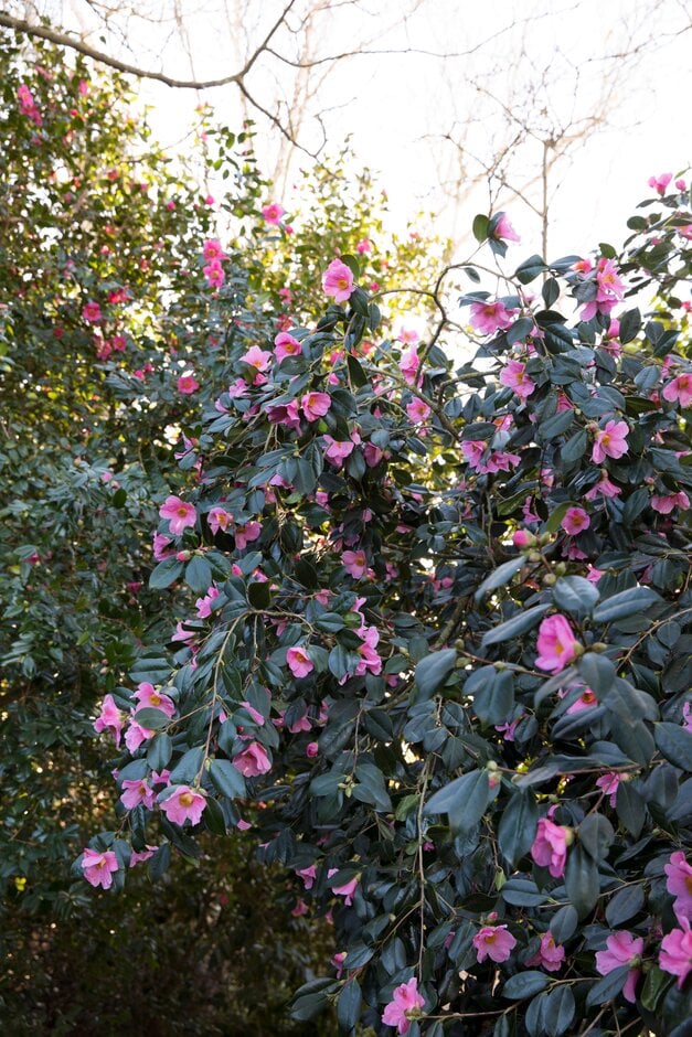 camellia 'Saint Ewe'