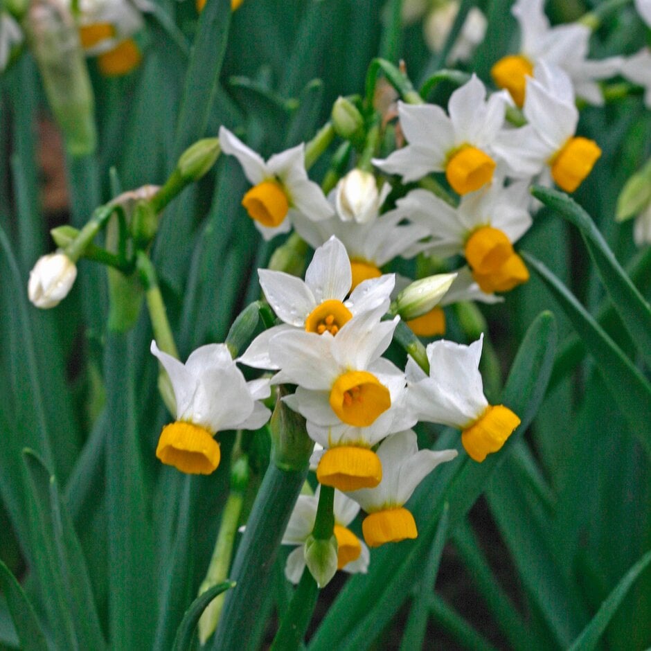 daffodil 'Canaliculatus'