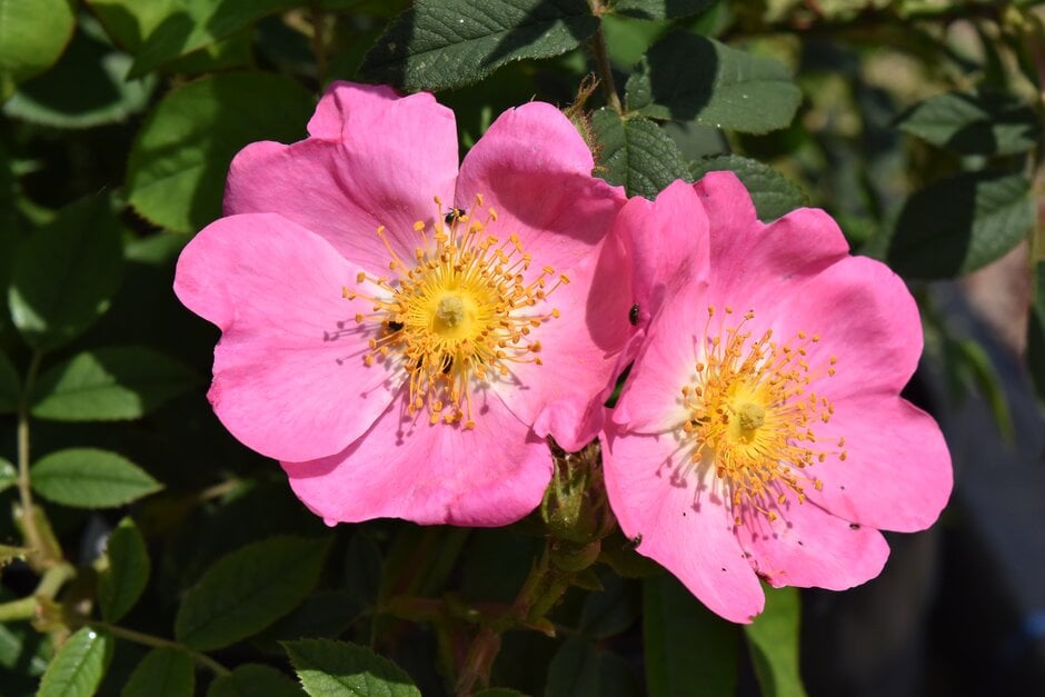 <i>Rosa</i> 'Abbotswood' (_canina_ hybrid)