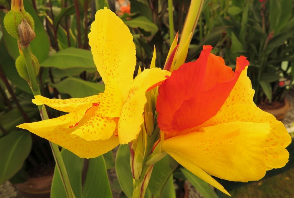 Canna Cleopatra canna Cleopatra RHS Gardening