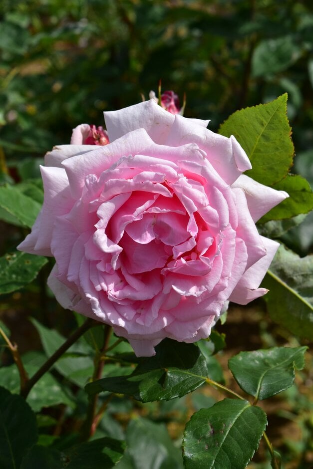 rose 'Captain Christy'