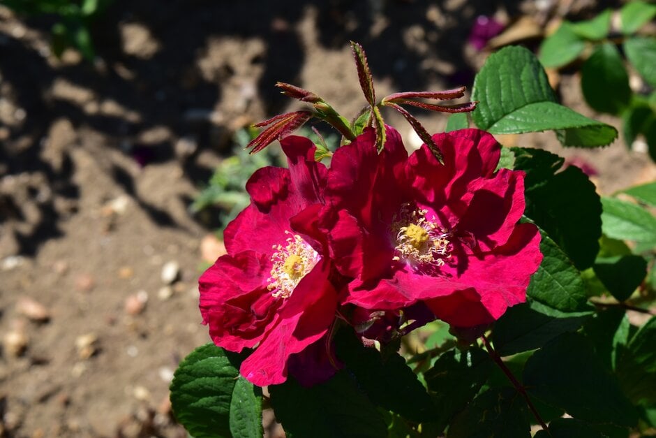 rose [Carmen]