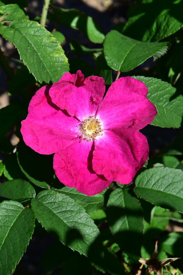 rose [Carmen]