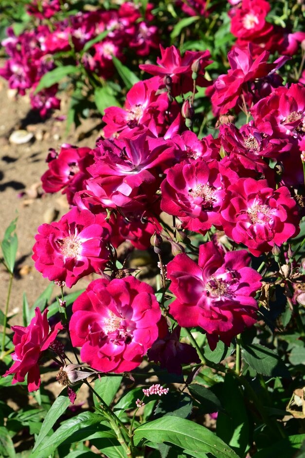 <i>Rosa</i> 'Carmoisi Superieur'