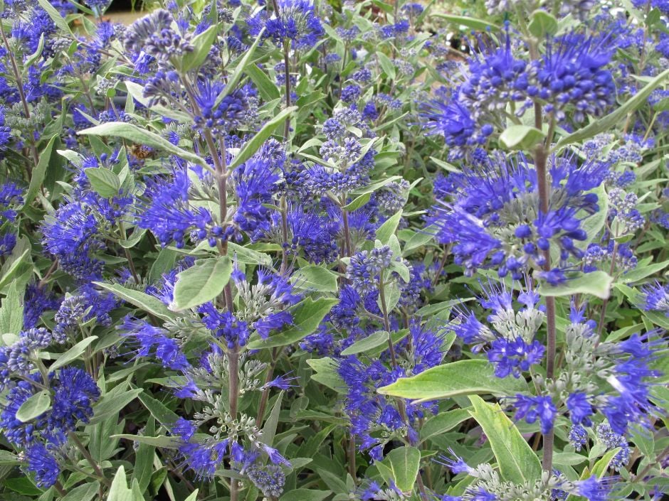 bluebeard 'Dark Knight'