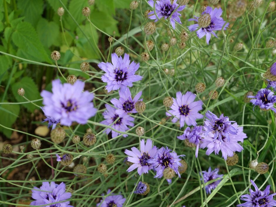 blue-flowered Cupid's dart