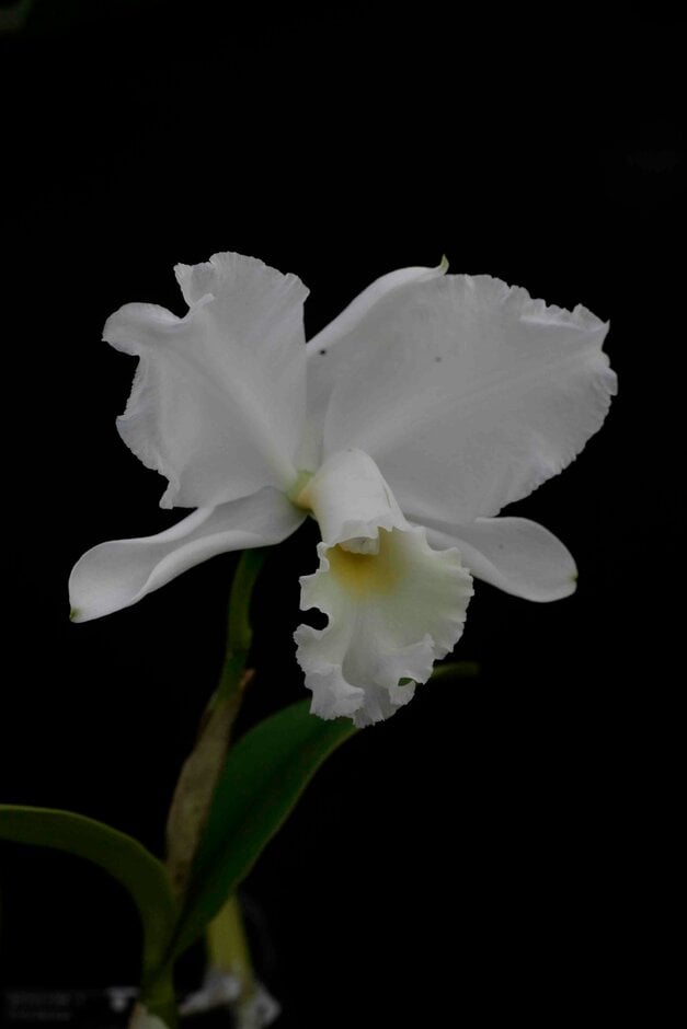 <i>Cattleya</i> Pearly Stars gx