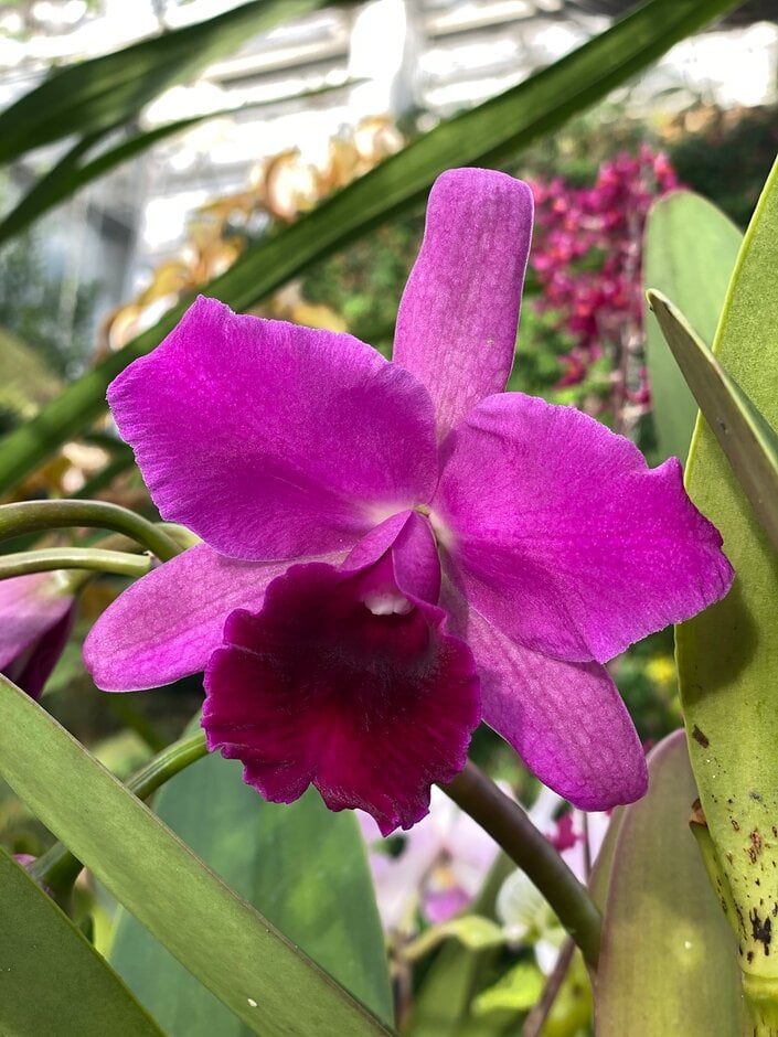 × <em>Cattlianthe</em> Molly Tyler gx