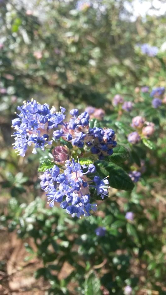 Veitch's blue blossom