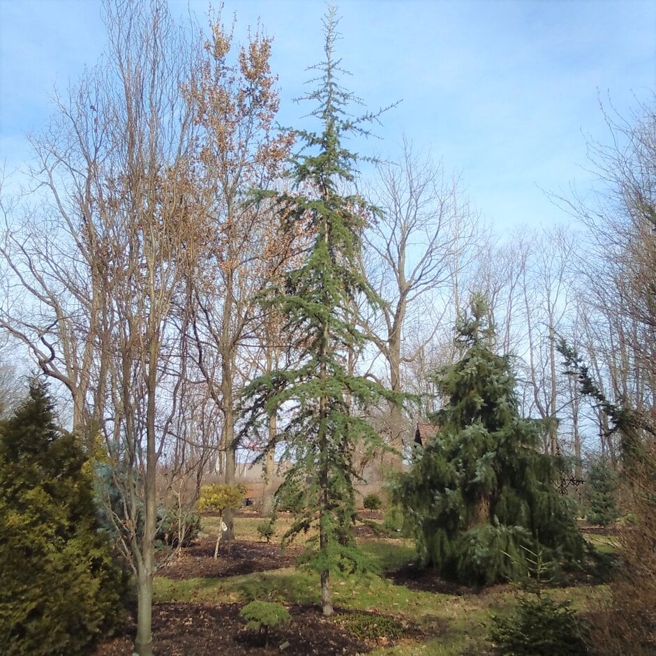 cedar of Lebanon 'Purdue Hardy'