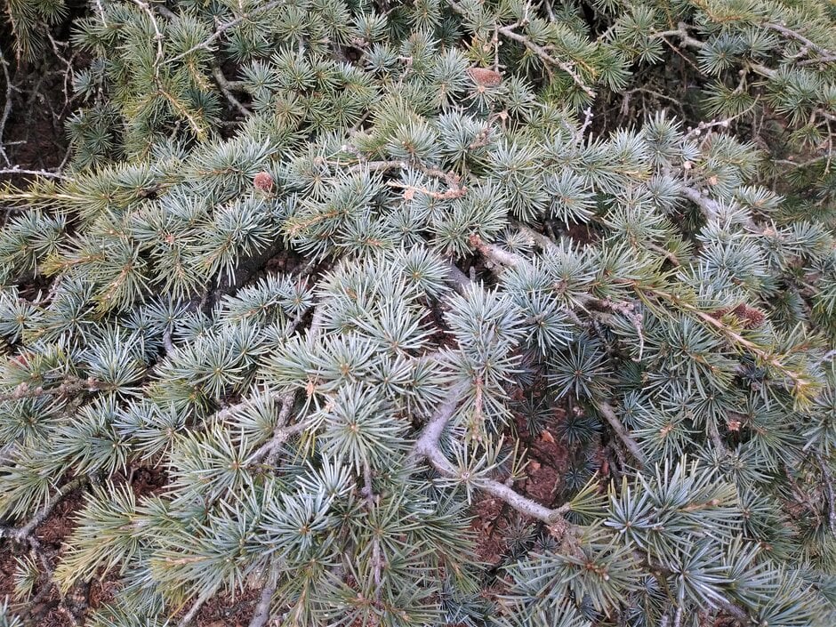 cedar of Lebanon 'Purdue Hardy'
