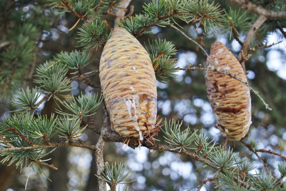 cedar of Lebanon 'Purdue Hardy'