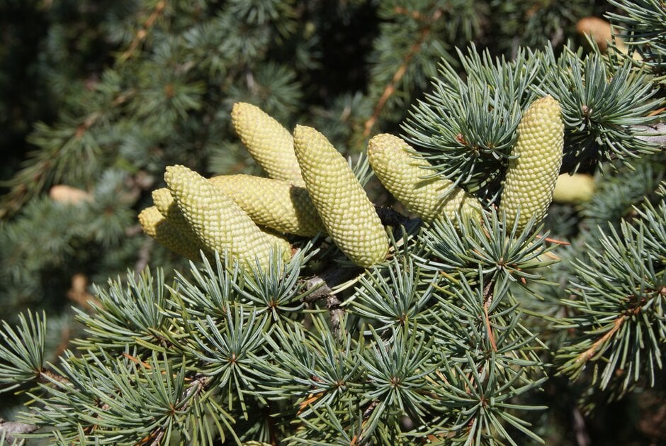 cedar of Lebanon 'Purdue Hardy'