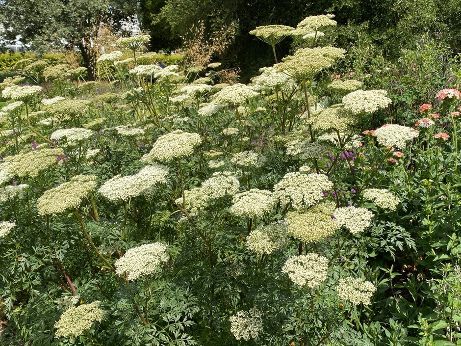 Baltic parsley