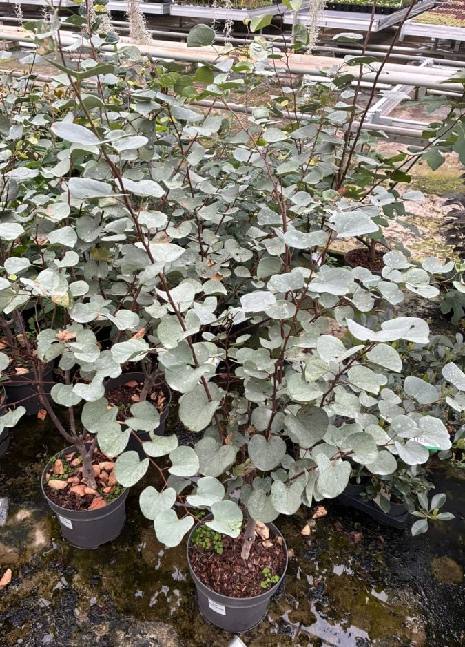 <i>Cercis</i> <i>griffithii</i> [<span style="font-variant: small-caps;">Blue Lagoon</span>] ('Rafmar 1')