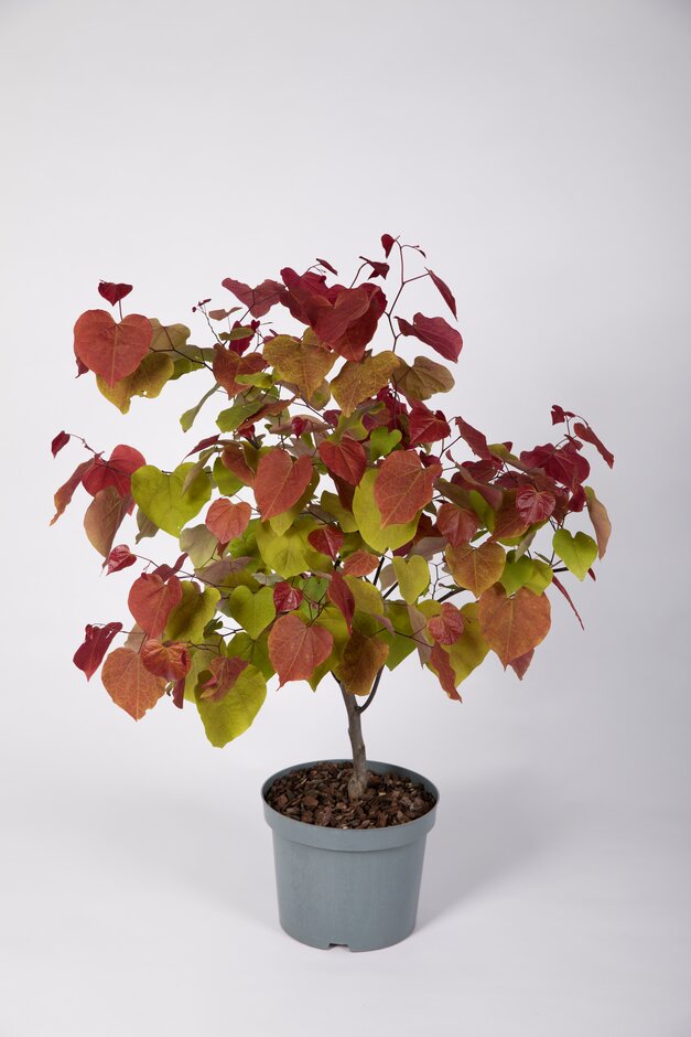 eastern redbud [Eternal Flame]